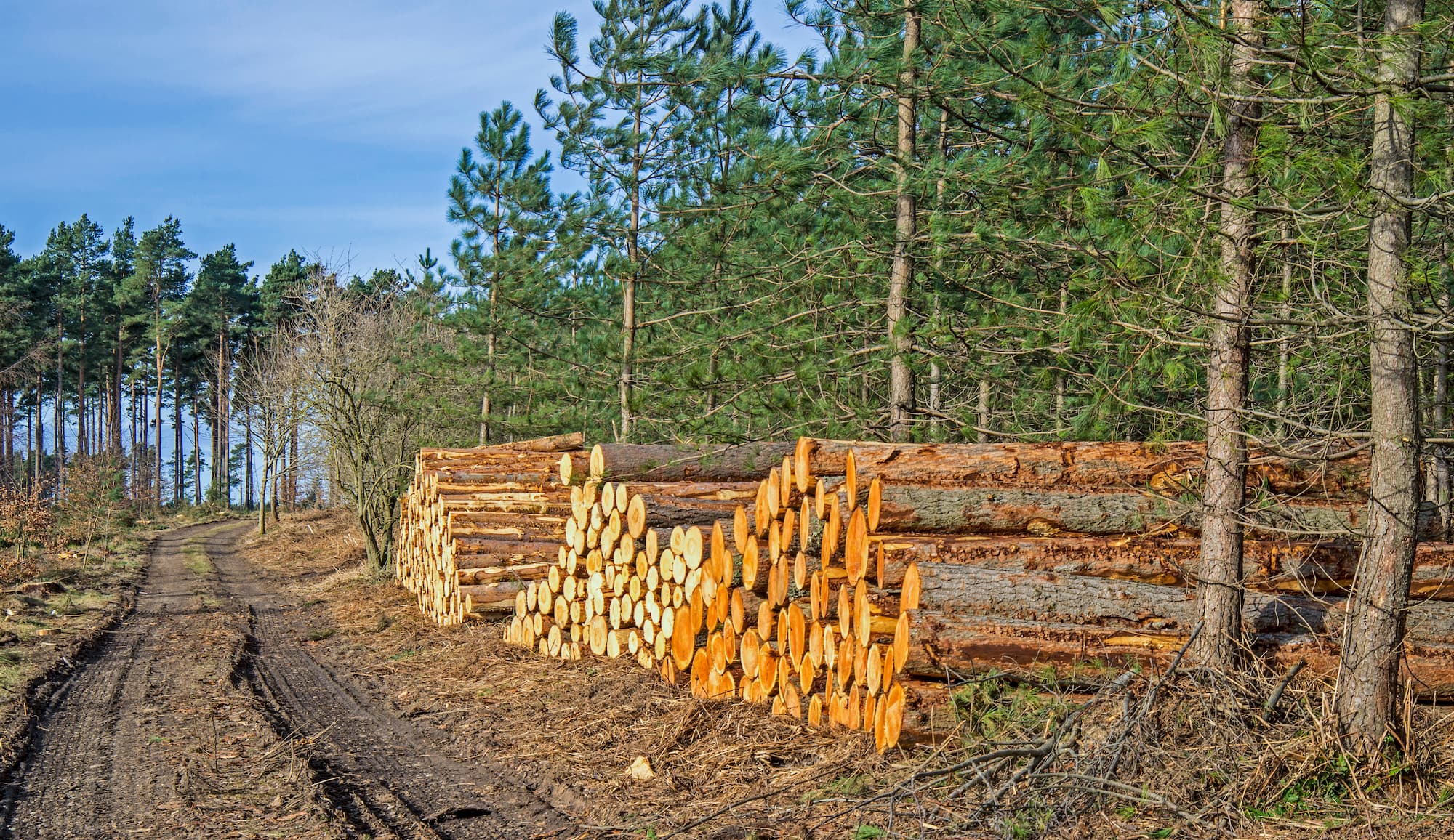 Notre engagement pour des bois locaux et respectueux de l&#8217;environnement Cernay 3